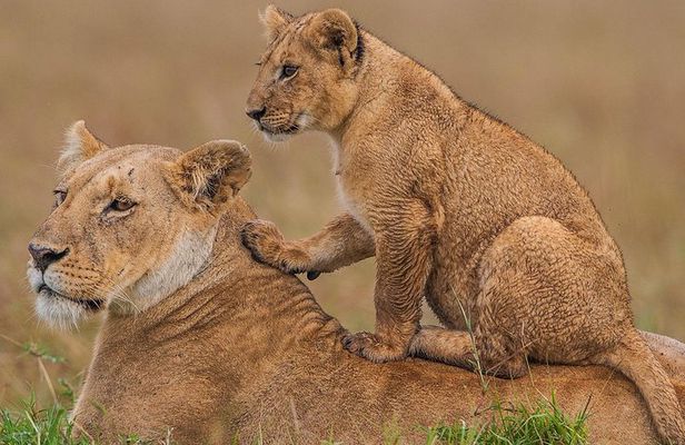 4 days Maasai Mara-Nakuru Mid-Range