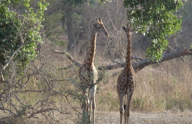 Safari To Fathala, Senegal