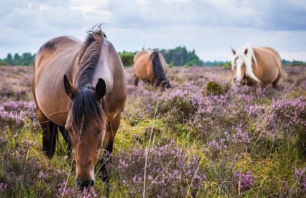 New Forest Day Out Private Tour from Southampton