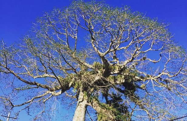 Individuelle Regenwald Tour