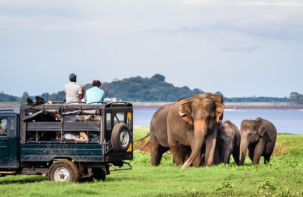 Minneriya Elephant Safari wth Sigiriya & Dambulla Cave Temples Full Day Tour