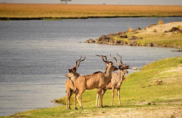 Chobe Day Trip from Victoria Falls