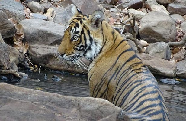 Rajasthan Wildlife Tour