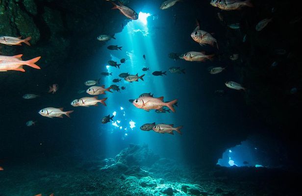 Two Tank Lanai Certified Diving Adventure from Lahaina