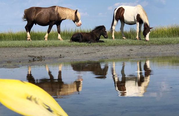 Guided Kayak Tour to see ponies, birds, dolphins and more