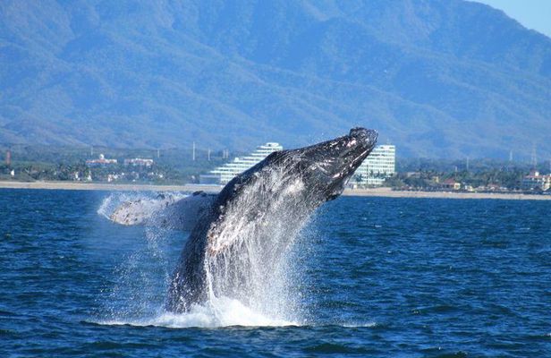 Whale Watching The Best Of Puerto Vallarta