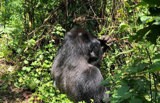 4 Day Uganda Gorilla Trekking Safari with Lake Bunyonyi