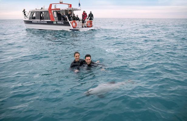 Swimming with Wild Dolphins in Akaroa