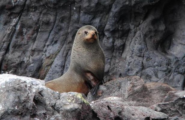 Akaroa Harbour Nature Cruise