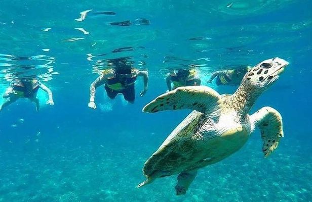 Snorkeling Tour In Gili Islands Pick Up From Lombok Or Gili