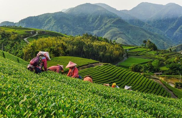 Sip & Savor: Maokong Tea & Shenkeng Stinky Tofu Private Day Tour