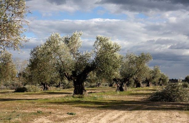 Visit olive grove centenary with oil tasting course