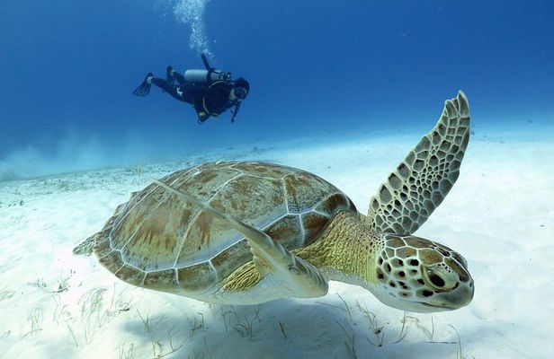 2-Tank Morning or Afternoon Dives in Playa del Carmen certified Divers Only
