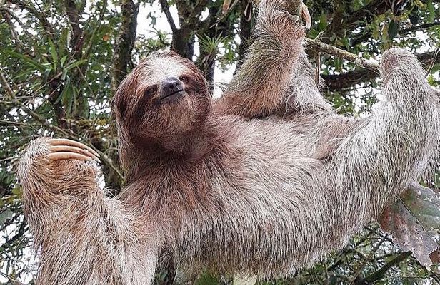 Costa Rica Sloth Tour in La Fortuna