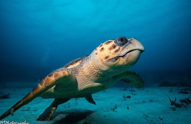 Cozumel Express 2-Tank Dives from Playa del Carmen/ Only for Certified Divers