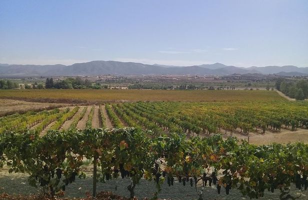 wine tours and driver service through valle de guadalupe, Ensenada B.C. Mexico