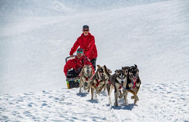 Dogsledding Tour from Girdwood + Helicopter