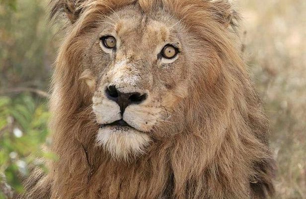 Kruger Lion Expedition with the Little Lionman Steve Kelly