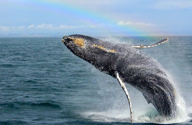 Whale Watching Tour