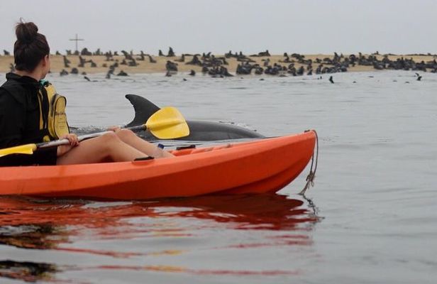 Kayaking and Sandwich Habour Guided Day Tour from Walvis Bay