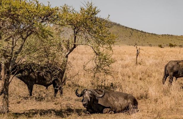 7 Days 6 Night In Southern Of Tanzania