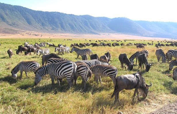 Serengeti Tour – 7Days/6 nights (4 stars accommodations)