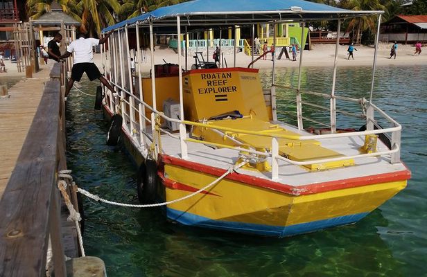 All inclusive Glass Bottom boat Wild life encounter and Beach