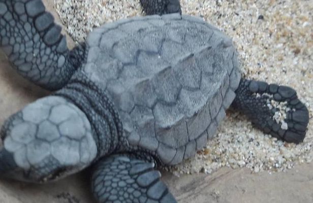 Baby Turtle Release