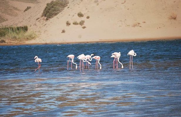 Petiti desert "MASSA" Agadir in 4X4