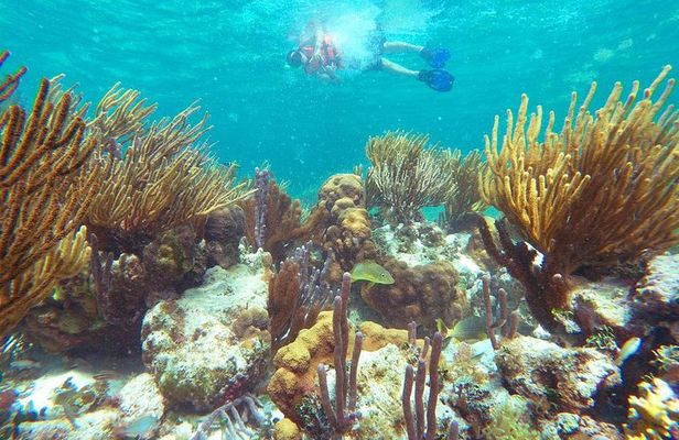 Ultimate 5x1 Combo with ATV, Ziplines, Cenote & Reef Snorkeling