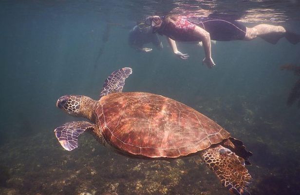 Tintoreras Islet Tour from Isabela - Hiking & Snorkeling