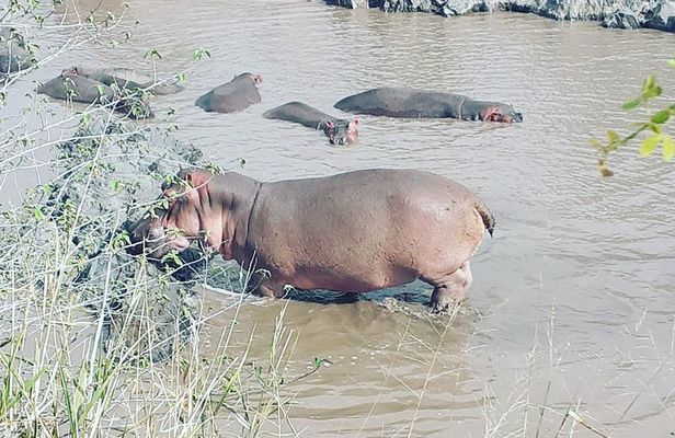 2 Days Ngorongoro & Tarangire From Zanzibar