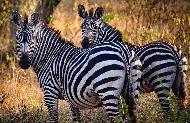 8 Days Uganda Primates Safari