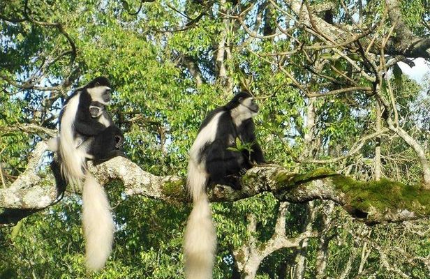 Day Tour to Arusha National Park
