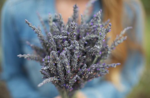 Maui Tour : Iao Valley, Hawaiian Distillery and Lavender Farm Tour