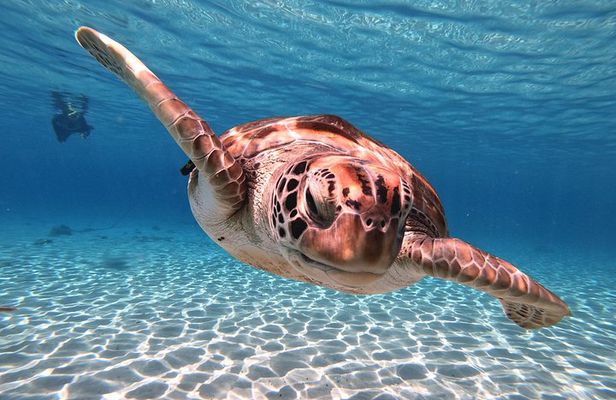 Best Highlight Island Tour - Perfect Day Tour. Small group Tour