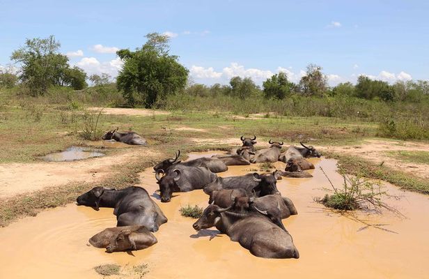 Sri lanka Wildlife Tour