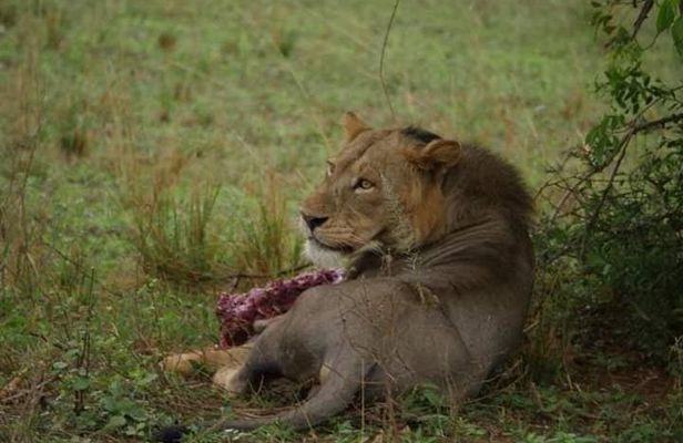 Three Days Murchison Falls National Park Tour in Uganda