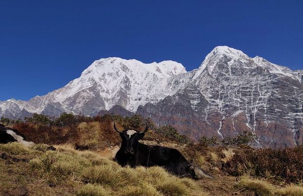 Mardi Himal Trek (A short 8 Days Trek from Kathmandu)