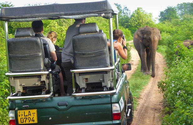 Safari at Udawalawe National Park