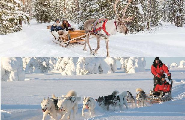 COMBO Private tour HUSKY and REINDEER Park by VIP car with guide 