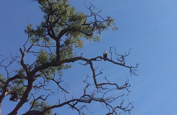 Chobe Full day Trip