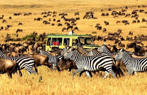 5 Day Mid-range Safari Serengeti, Ngorongoro Crater and Tarangire National Park