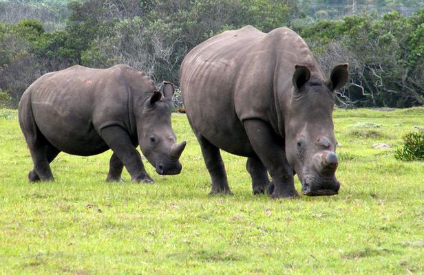 Kragga Kamma Game Park from Port Elizabeth 