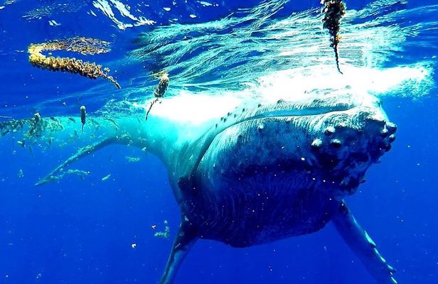 Whale Tour - Observe and swim with whales