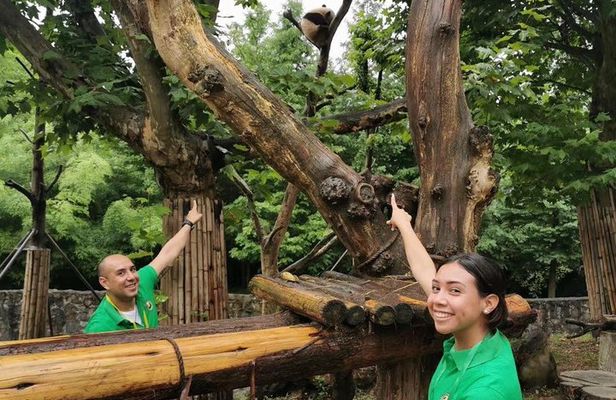 Private Dujiangyan Panda Base Panda Rescue Center Volunteer for a Day 
