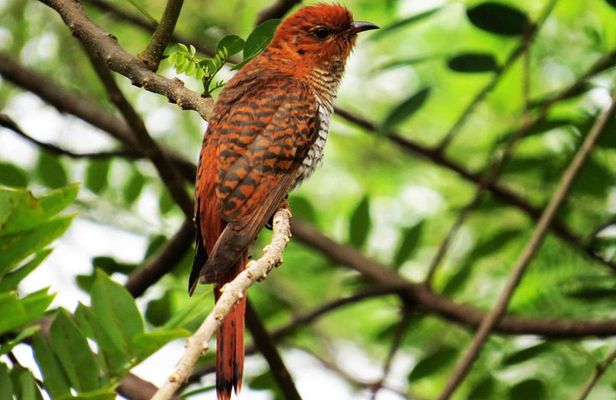 Evening Private Safari at Bundala Park by Yala La Safari Tours