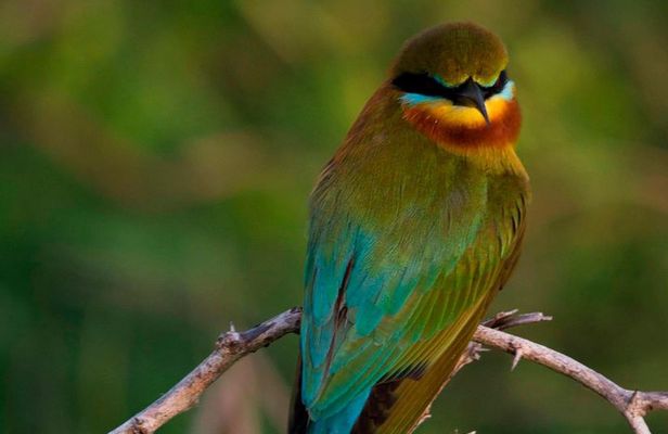 Morning Private Safari at Bundala Park by Yala La Safari Tours