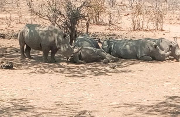 Short Rhino safari walk.
