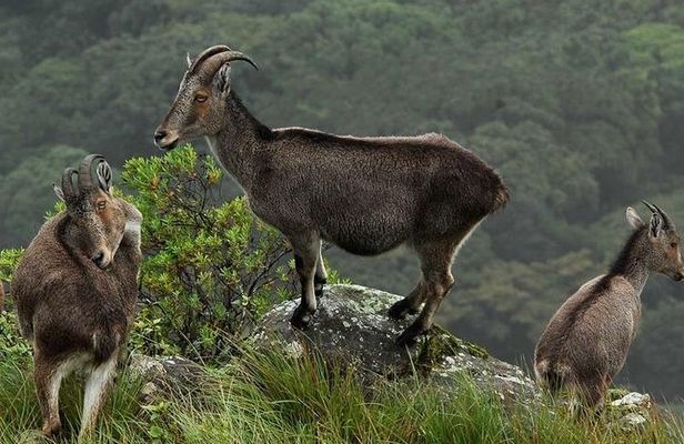 Tuk tuk safari to Eravikulam National park ( By Munnar Info)